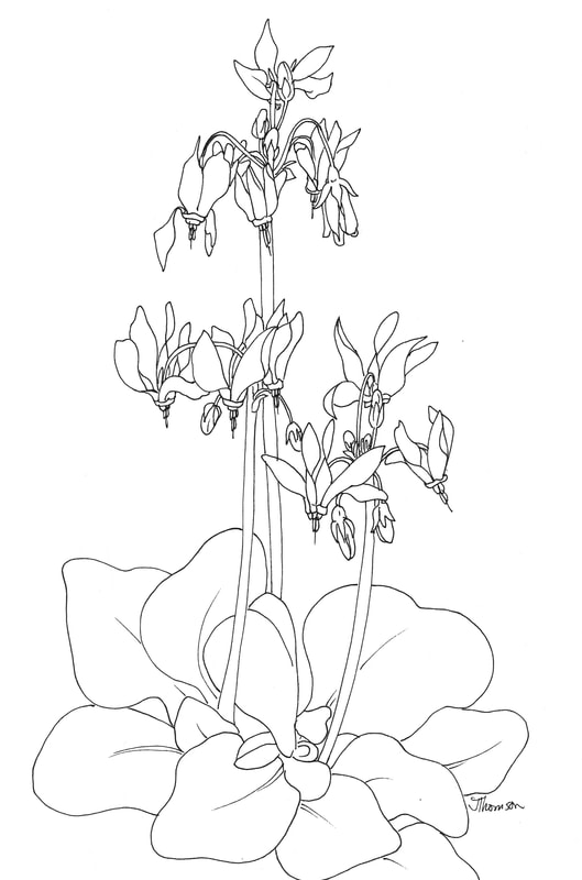 529x800 Illustration Work