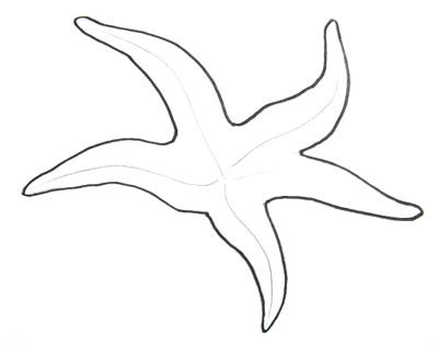 400x317 How To Draw A Starfish