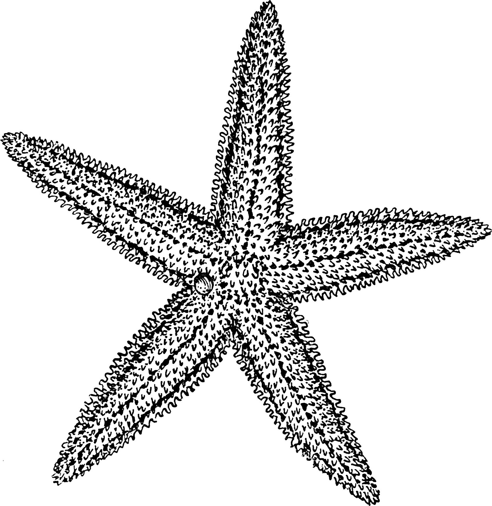 1702x1749 Images Of Starfish Drawings Wallpapergenk
