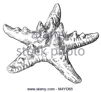 350x320 Isolated Starfish Sketch Stock Vector Art Amp Illustration, Vector