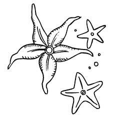 230x230 Starfish Coloring Pages