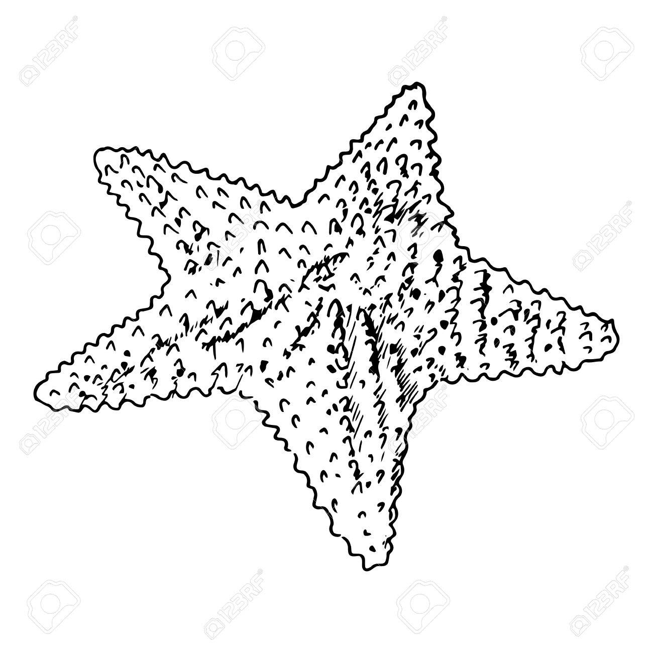 1300x1300 Starfish Realistic Sketch. Sea Star, Isolated On White. Vector