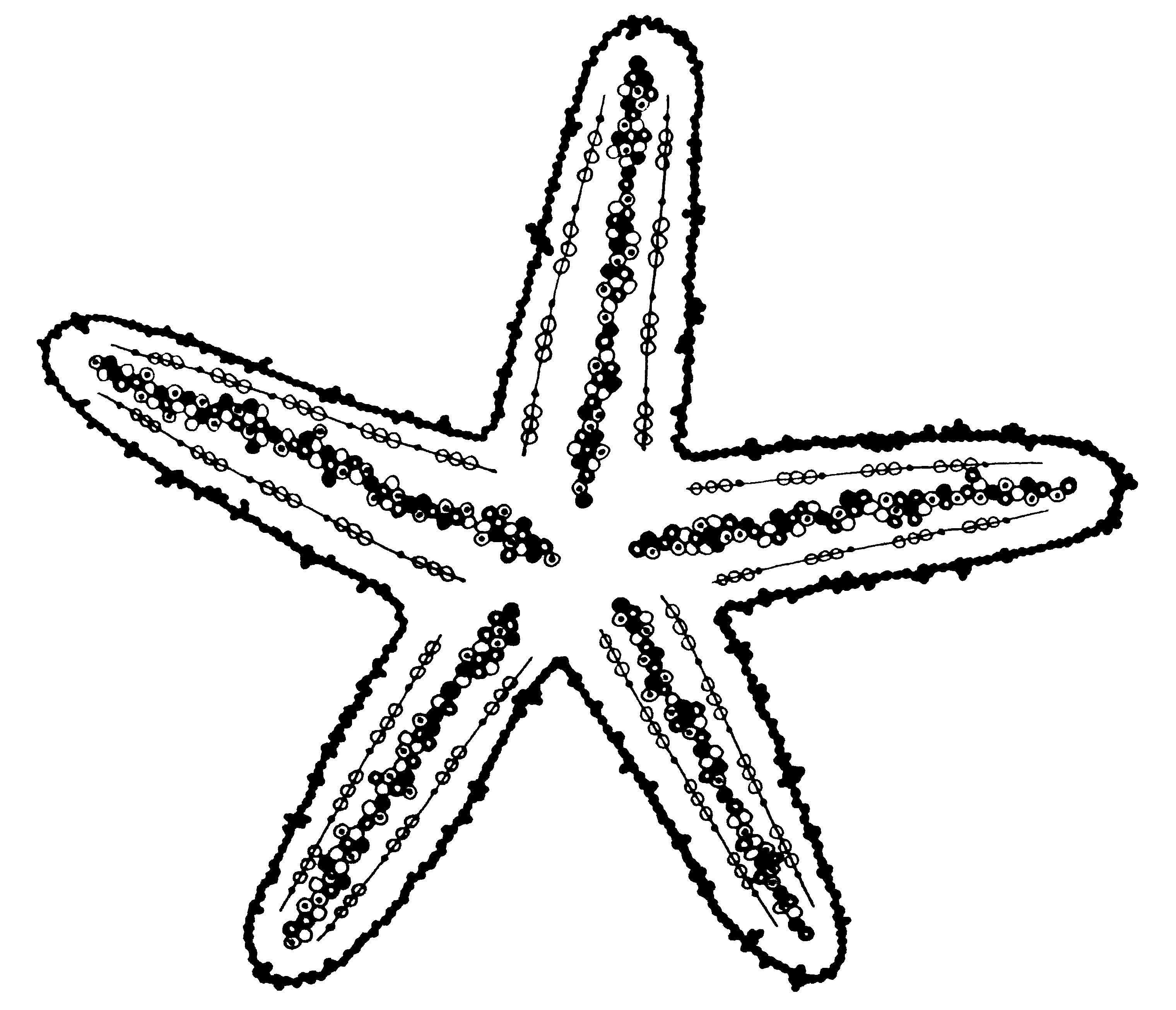 3040x2612 The Pencil Sketch Of A Starfish How To Draw A Starfish 6 Steps
