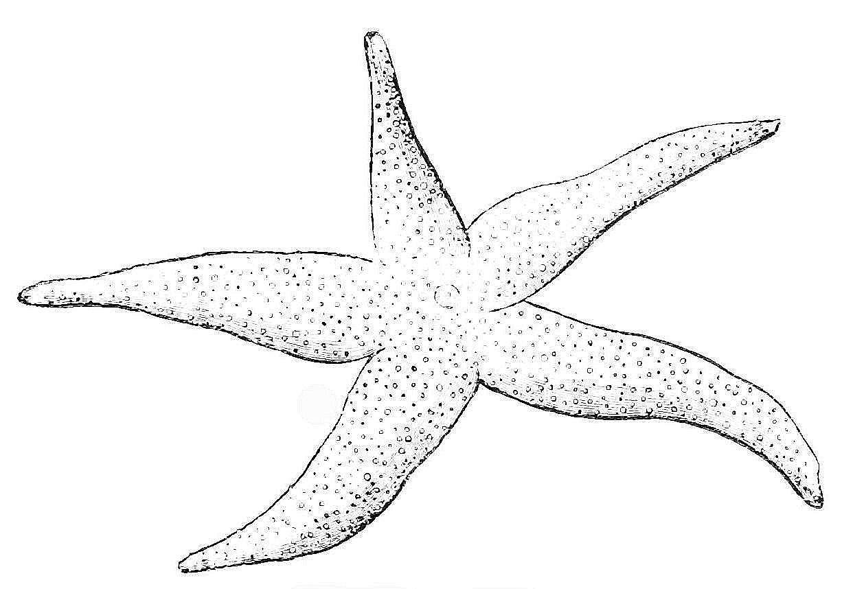 1226x858 Drawing Of A Starfish How To Draw A Starfish Stepstep Drawing