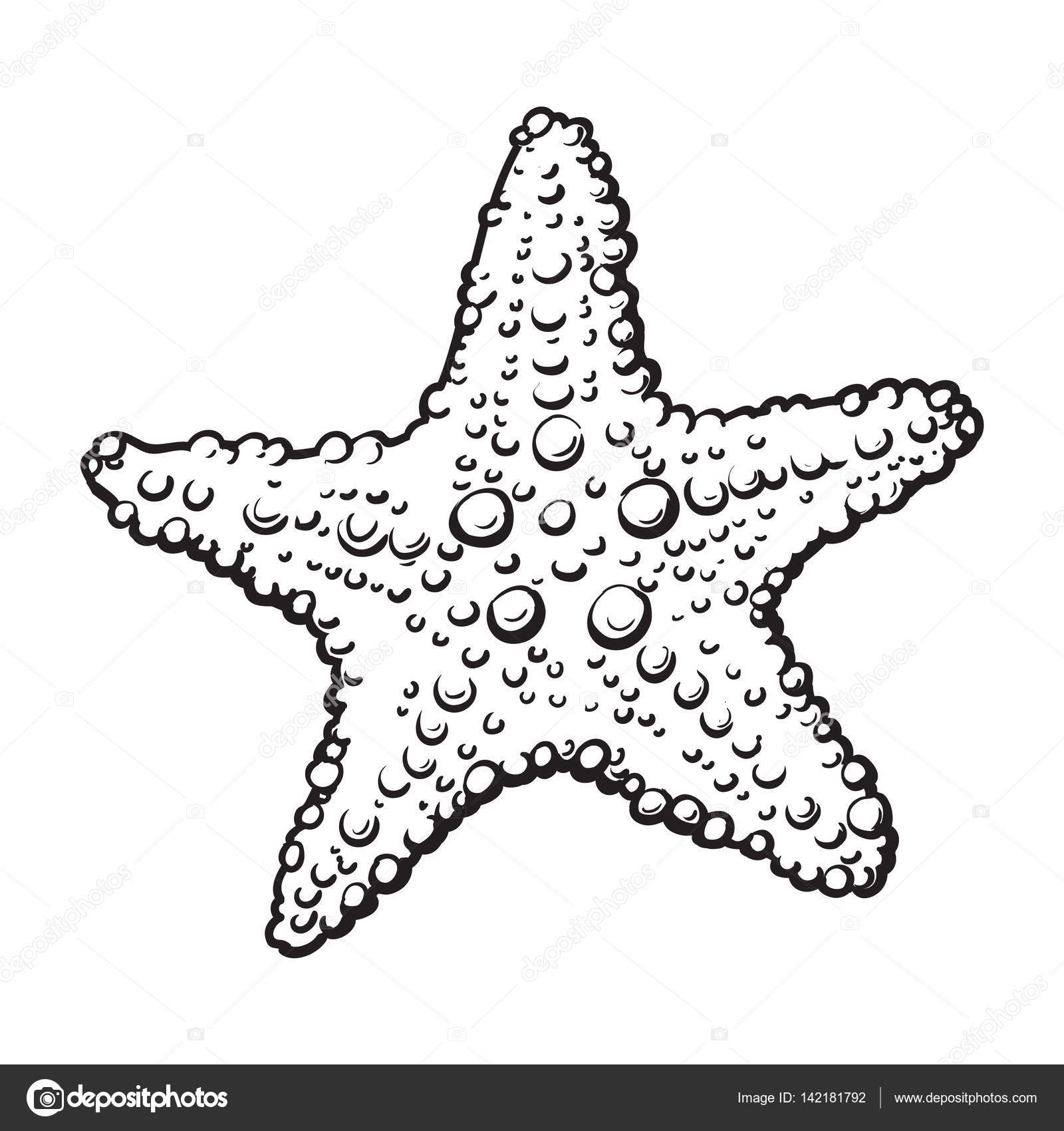 1600x1700 Hand Drawn Starfish, Underwater Living Organism, Sketch Style