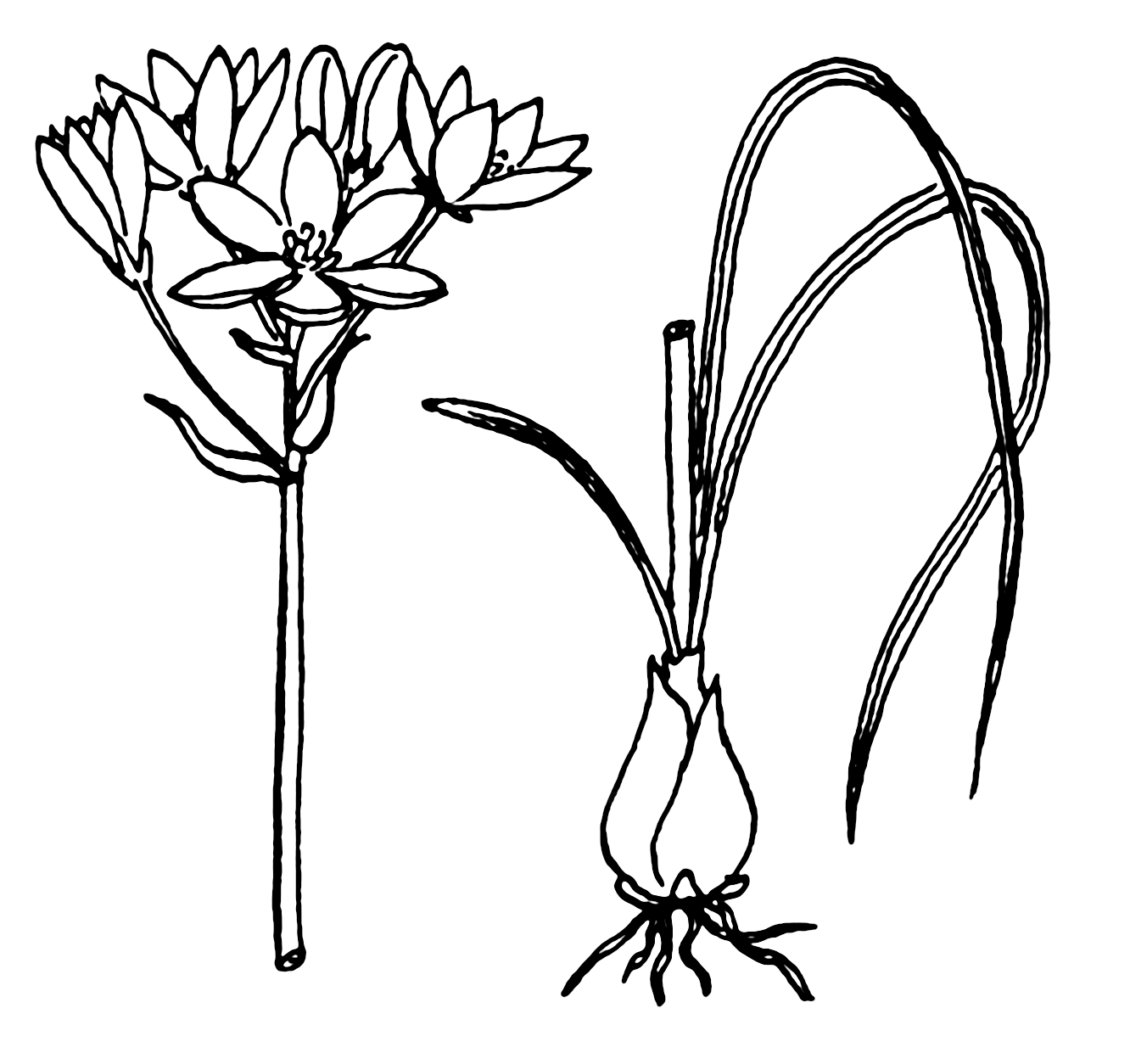 1332x1254 Filestar Of Bethlehem (Psf).png