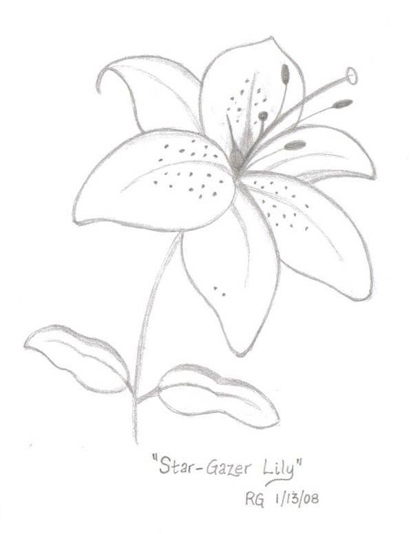 600x775 Star Gazer Lily Drawing Photo By Rlgooch Photobucket Painting