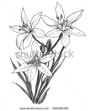 373x470 White Star Of Bethlehem Flower In Blossom In Bouquet Isolated
