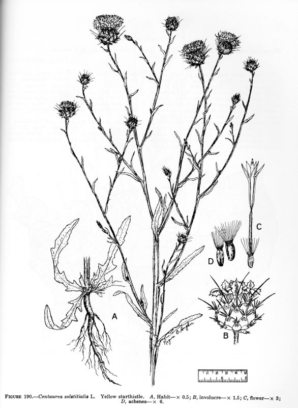 586x801 Yellow Star Thistle Inspiration Flowers