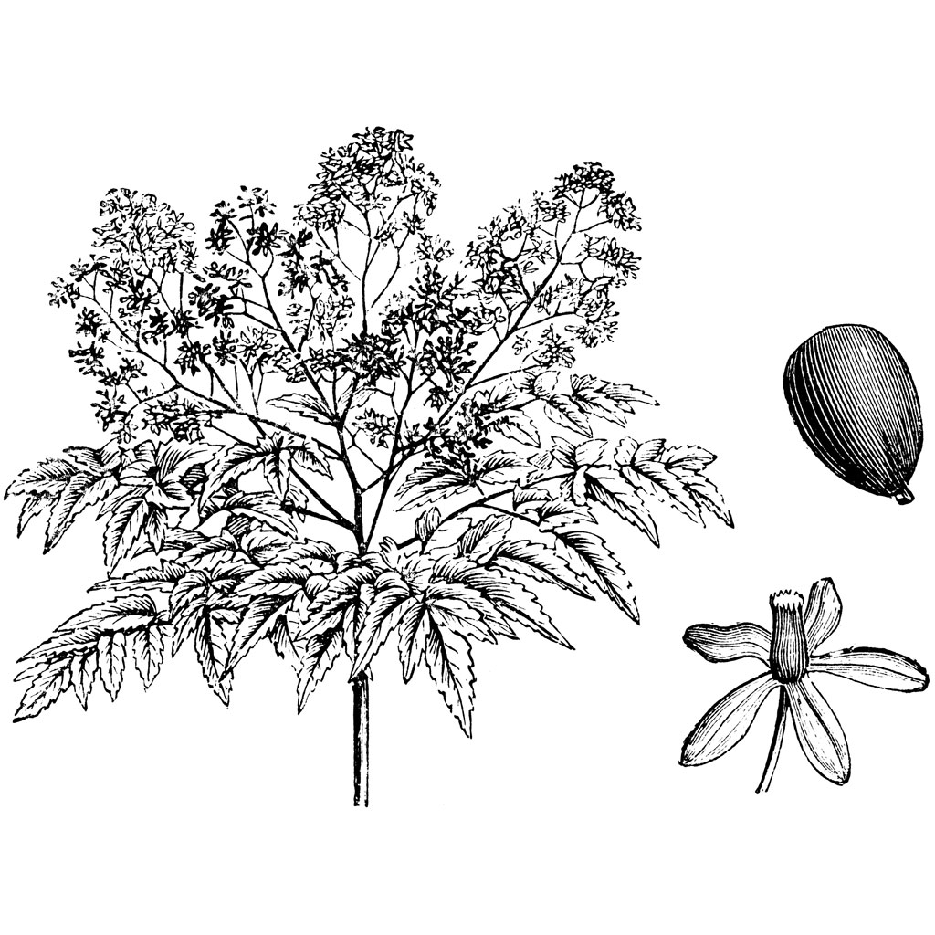 1024x1024 Starbucks Cup Drawing