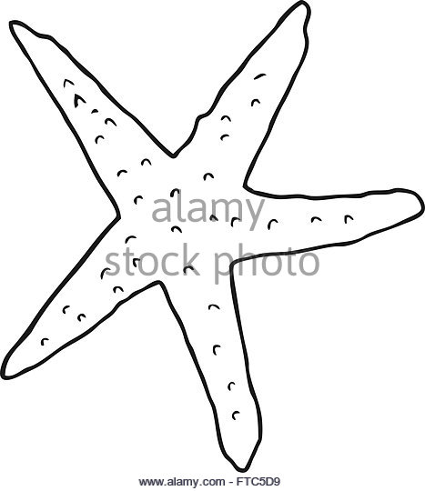 467x540 Black White Drawing Starfish Cut Out Stock Images Amp Pictures