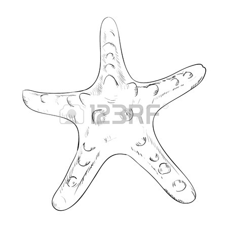 450x450 Vector Sketch Of Starfish. Hand Draw Illustration. Royalty Free