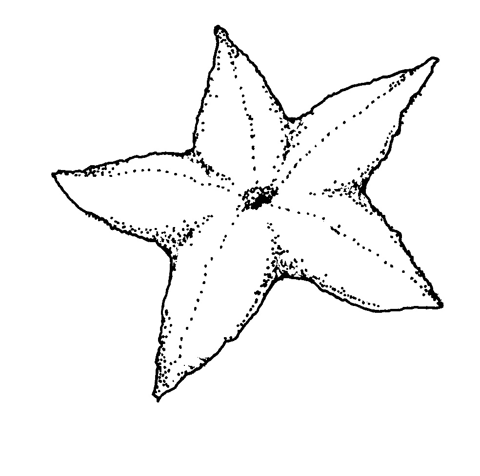 984x977 Free Printable Starfish Coloring Pages For Kids