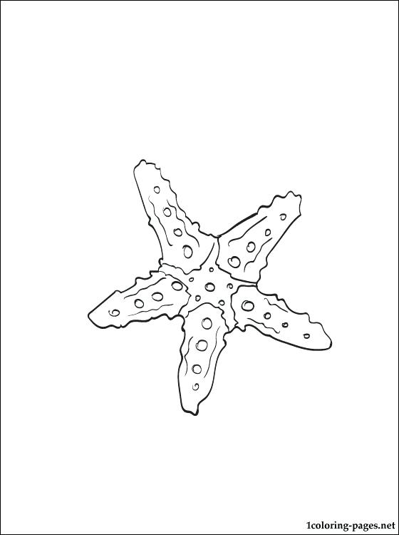 560x750 Sea Star Coloring Page Images Of Sea Star Coloring Page Sea Star