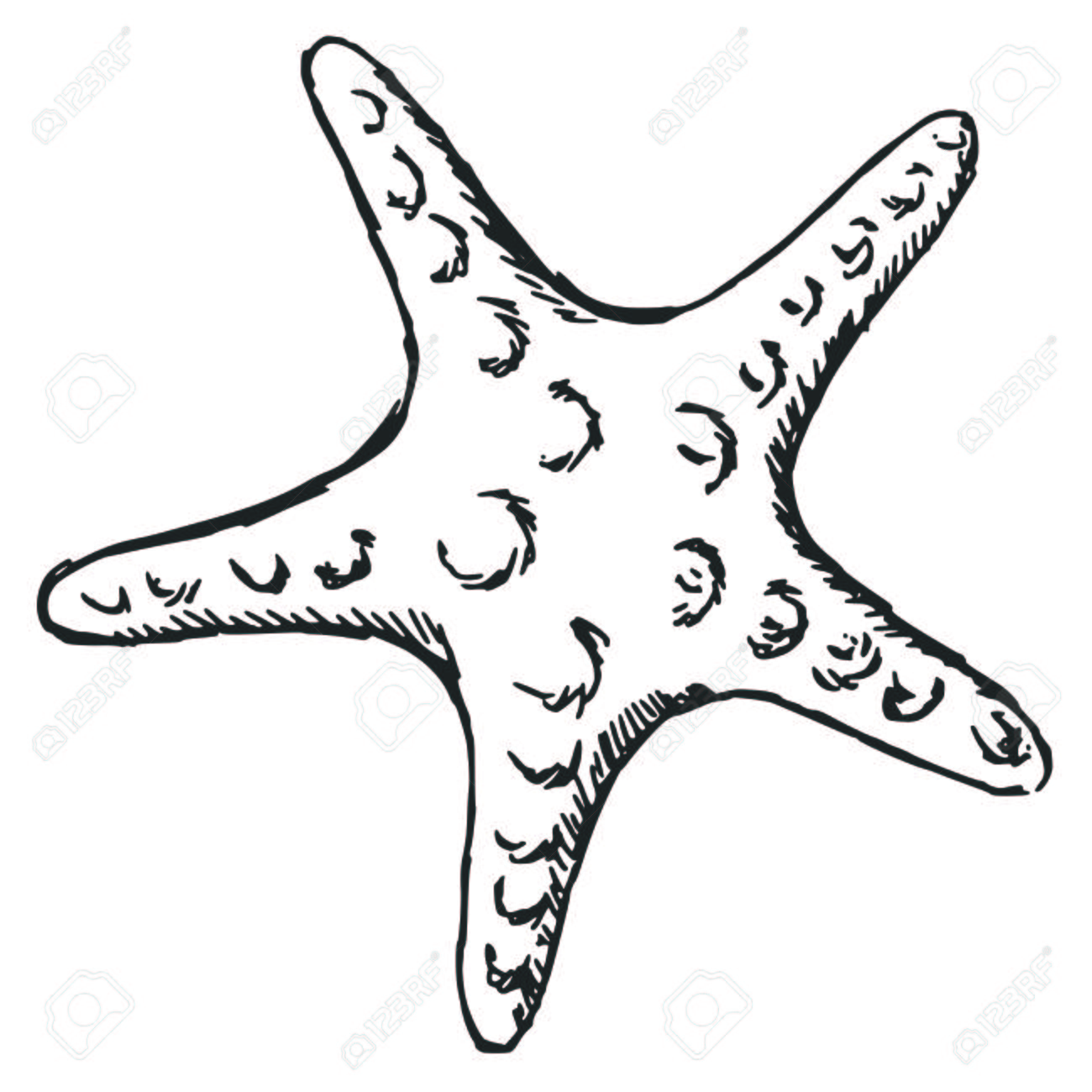 1300x1300 Hand Drawn, Sketch Illustration Of Starfish Royalty Free Cliparts