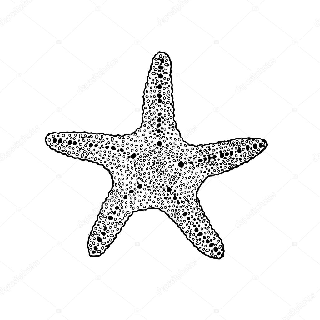 1024x1024 Sketch Starfish Stock Vector Ausheka9
