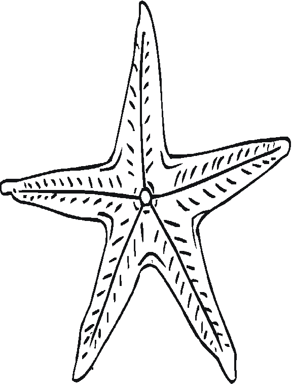 576x756 Starfish