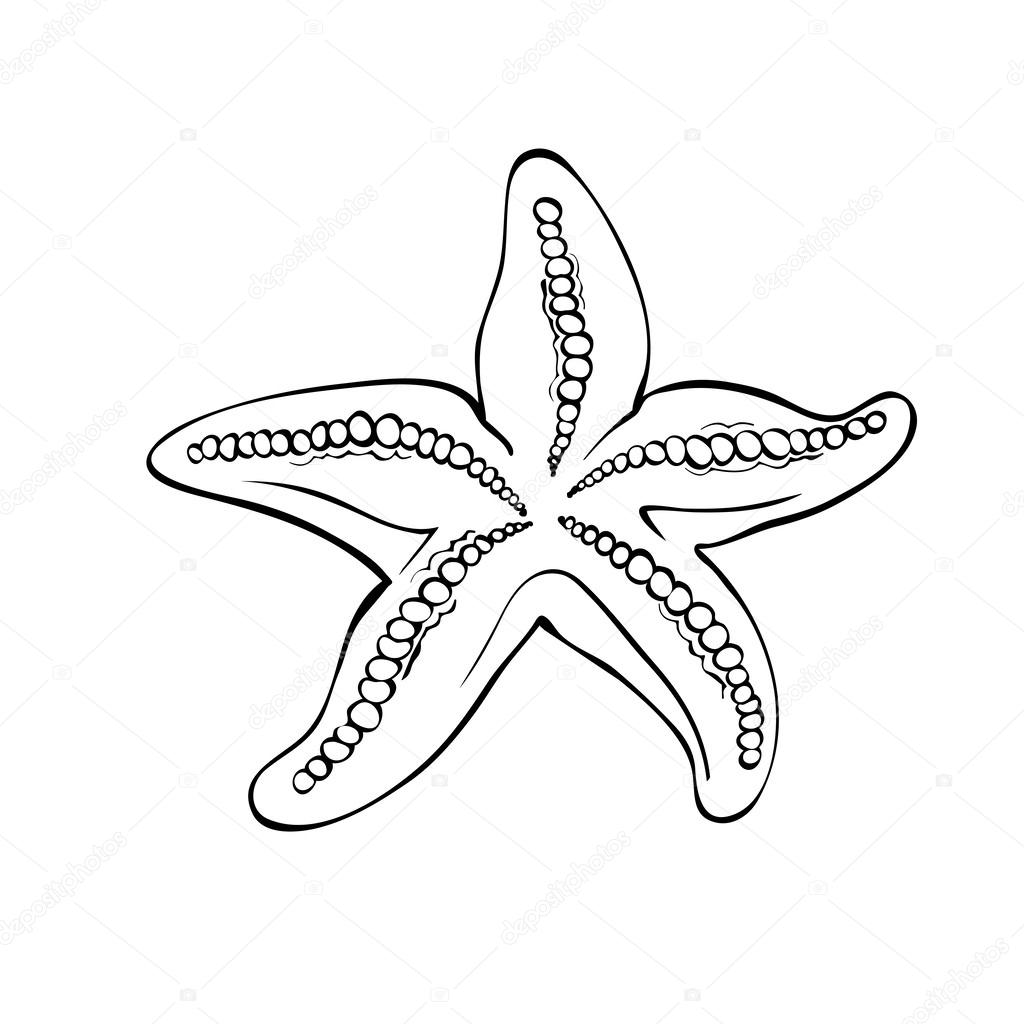 1024x1024 Starfish Drawing