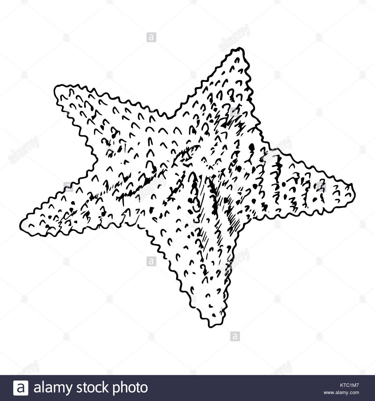 1300x1390 Starfish Realistic Sketch. Sea Star, Isolated On White Stock Photo