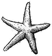 217x232 Starfish Drawing Style