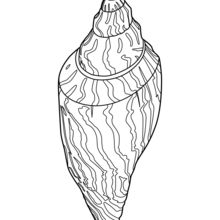 220x220 Shell And Starfish Coloring Pages