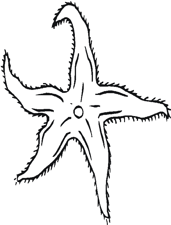 576x756 Starfish