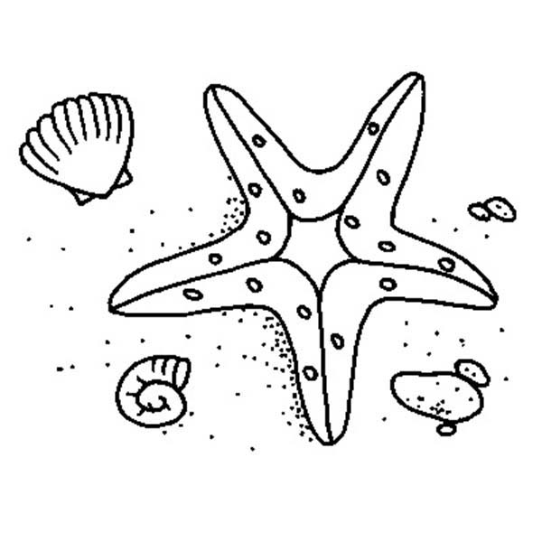 600x600 Starfish With Fish Color To Print. How To Draw A Starfish Easy