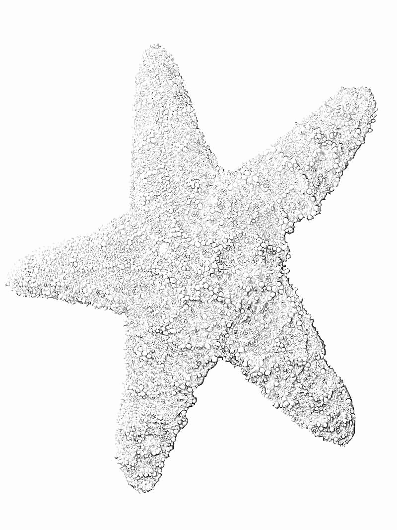800x1067 50 Awesome Photograph Of Starfish Coloring Page