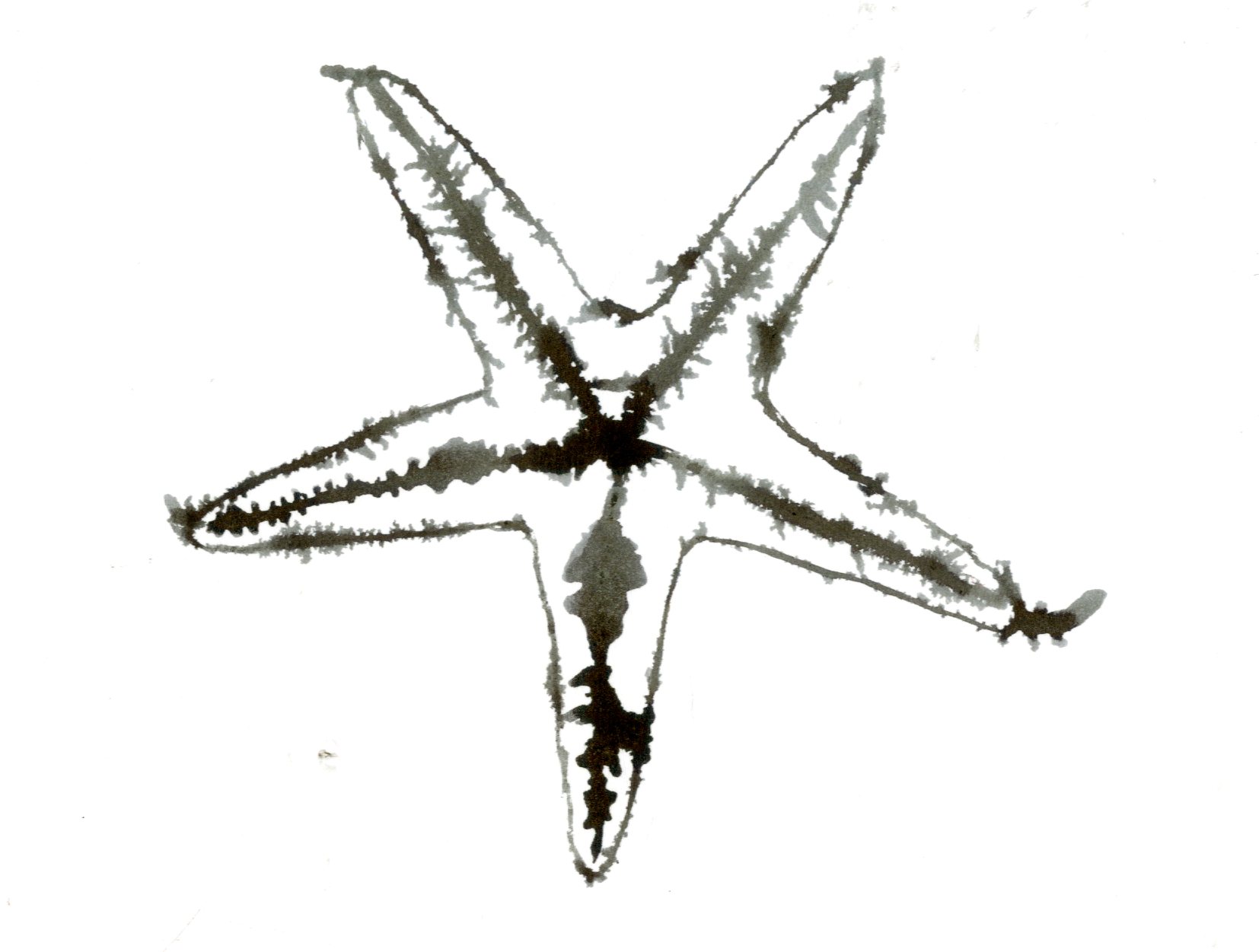 1654x1251 Starfish Blotched Line Technique Turtle Starfish