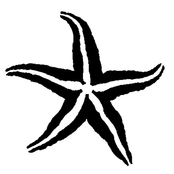 600x600 Starfish Drawing
