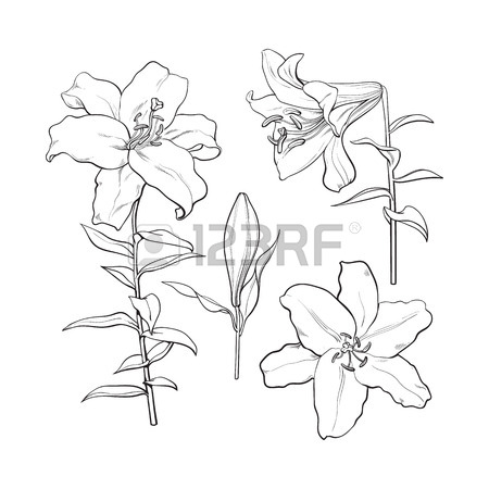 450x450 Single Hand Drawn White Lily Flower With Stem And Leaves, Front