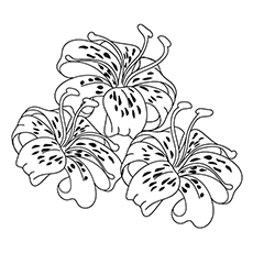 230x230 Stargazer Lily Coloring Page Coloring Pages