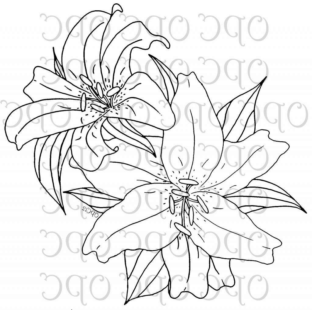 1024x1020 Stargazer Lily Drawing Tiger Lily Flower Drawing Lilies Drawing