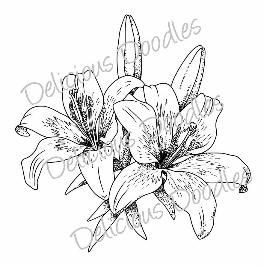 881x886 Stargazer Lily Sketch Teri's World Lovely Lillies Ink