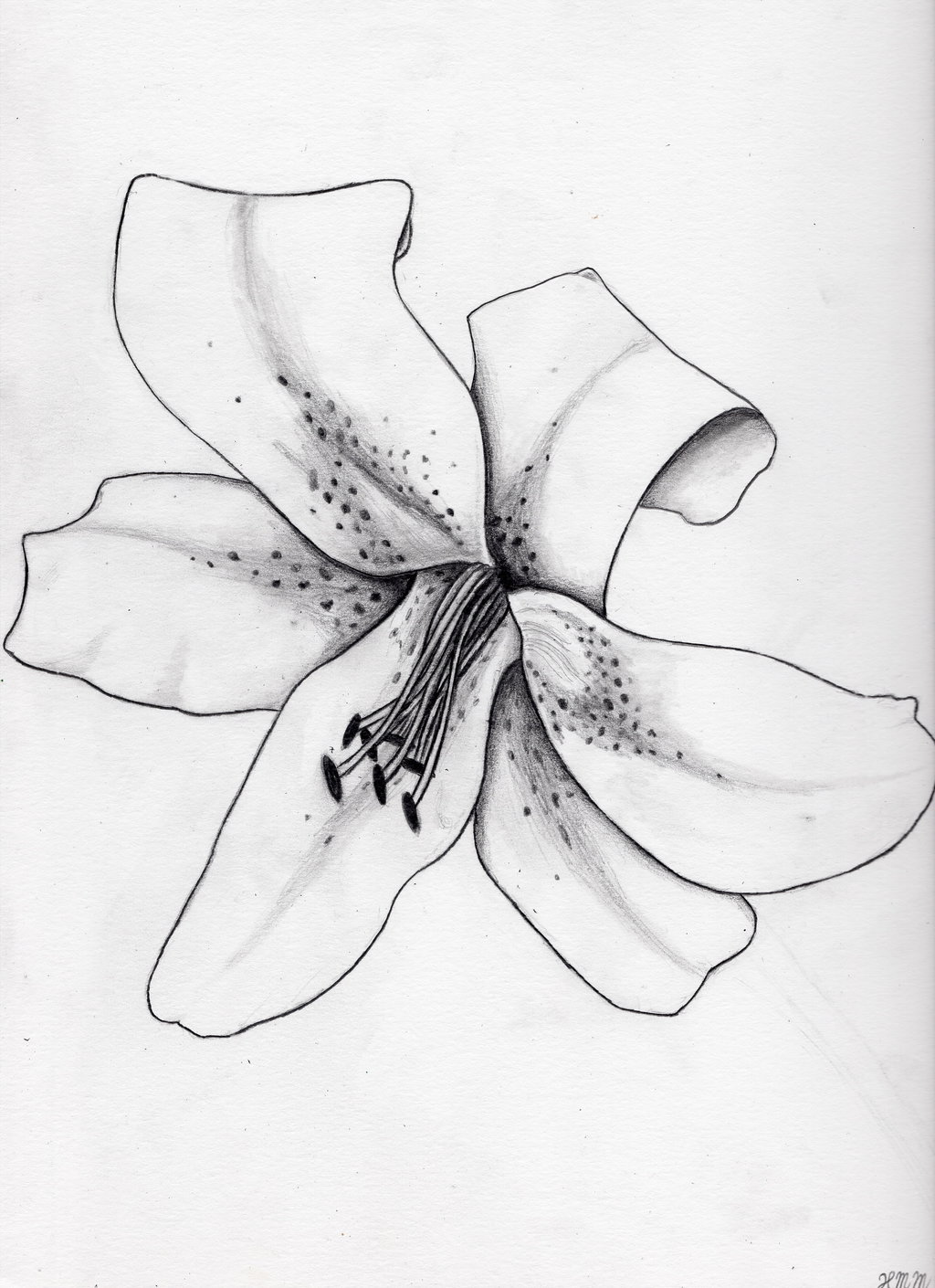 1024x1410 Stargazer Lily By O0starrieskye0o