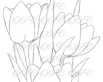 340x270 Digital Stamp Stargazer Lilies