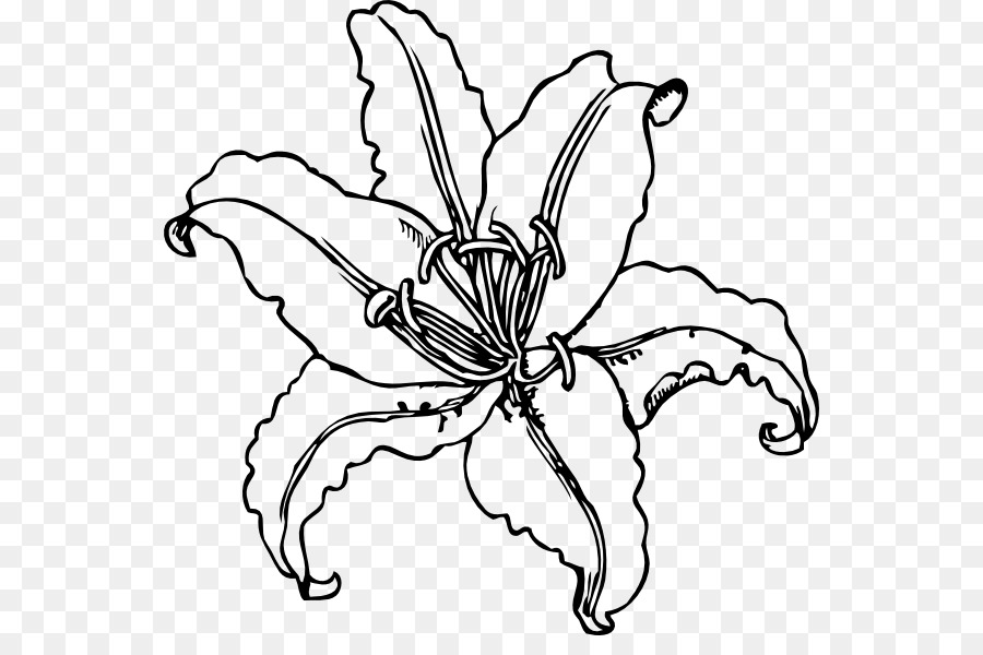 900x600 Easter Lily Tiger Lily Lilium Stargazer Clip Art