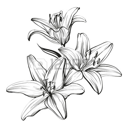 450x450 Lily Flower Stock Photos. Royalty Free Business Images