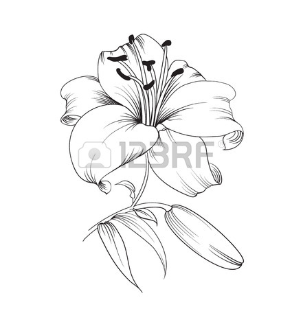 441x450 Lily Stock Photos Amp Pictures. Royalty Free Lily Images And Stock