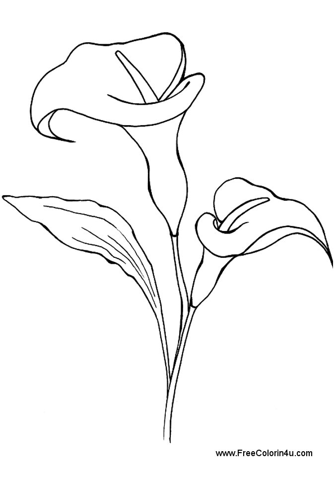 677x960 Calla Lily Clipart