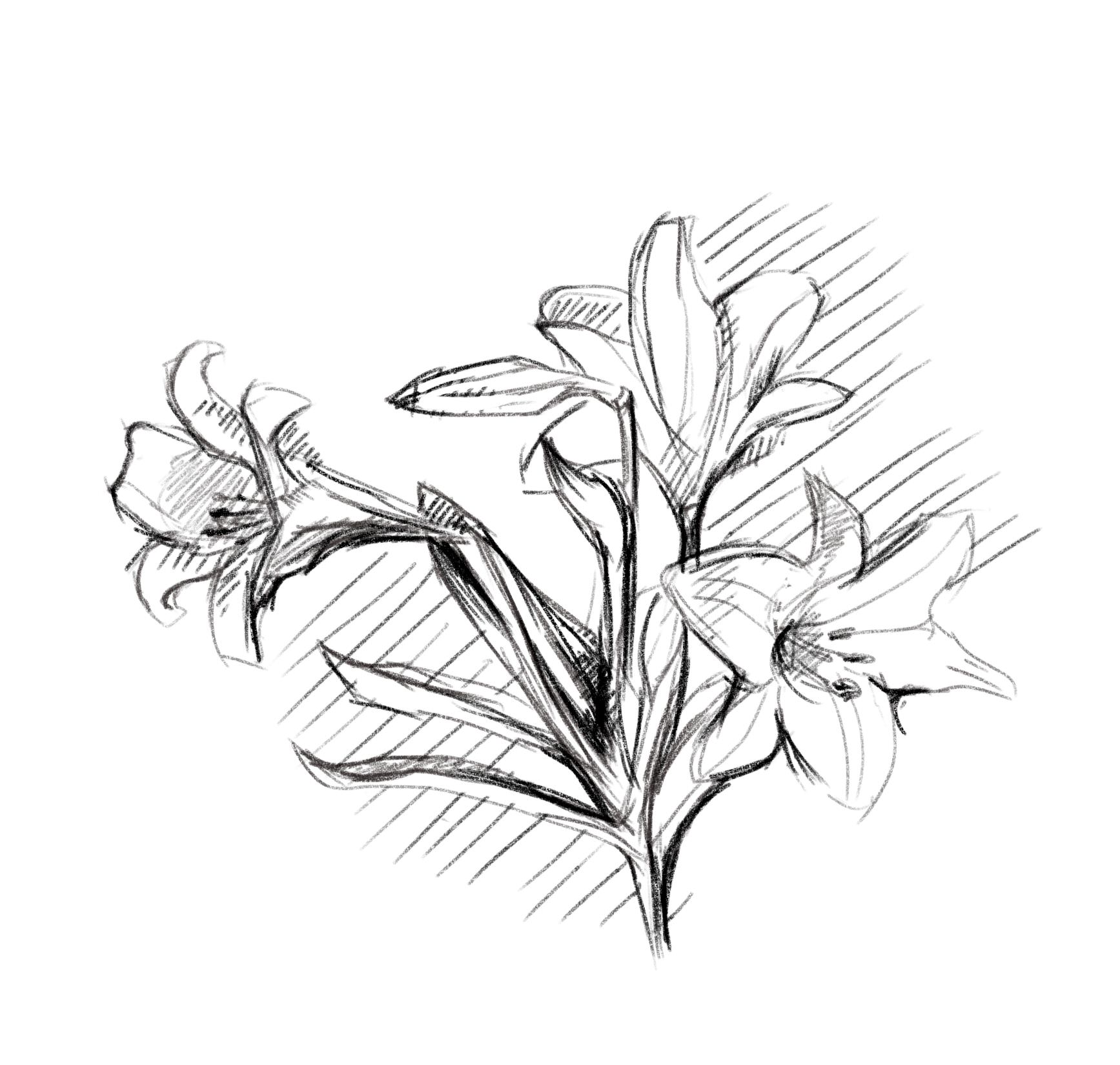 1735x1650 February 7th