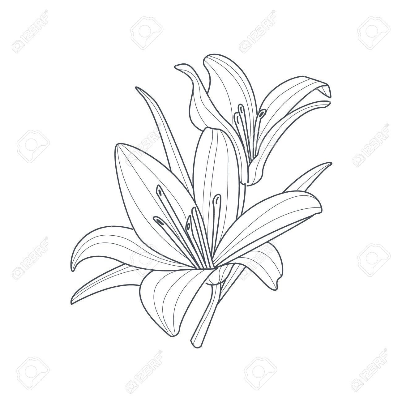 1300x1300 Simple Lily Drawing How To Draw A Stargazer Lily, Stepstep