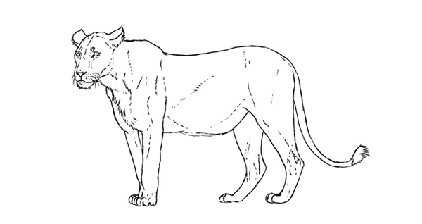 600x318 How To Start A Drawing 5 Methods For Beginners