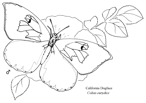 475x335 California Dogface (Lep30) Colias Eurydice