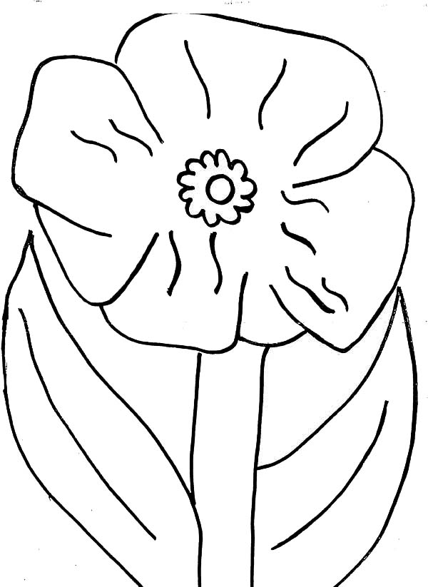 600x823 Poppy Flower Picture Coloring Page Color Luna