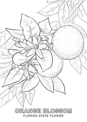 340x480 Florida State Flower Coloring Page Free Printable Coloring Pages