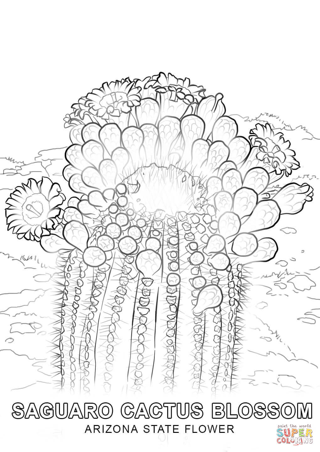 1020x1440 Arizona State Flower Coloring Page Free Printable Coloring Pages