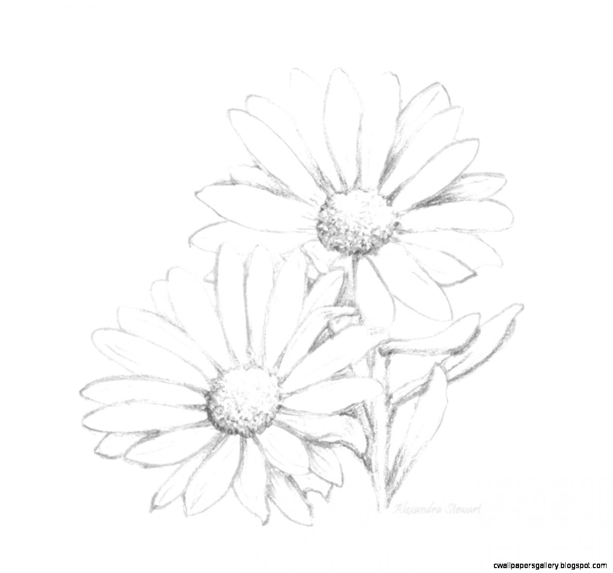 1246x1166 Daisy Flower Pencil Drawing Wallpapers Gallery
