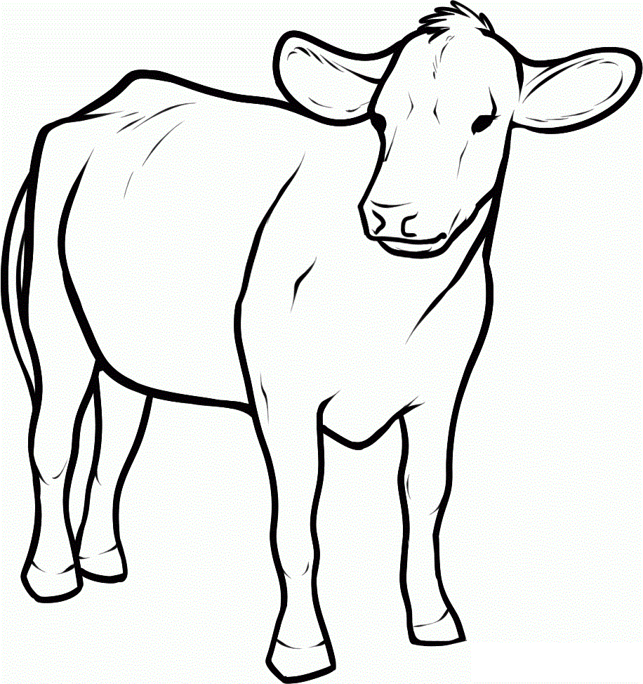 916x974 Steer Coloring Pages