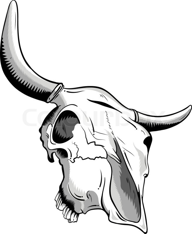 654x800 Animal Skull Stock Vector Colourbox